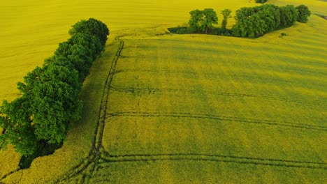 árbol en el campo de colza amarilla en la vista aérea de polonia