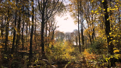 292-Sonne-Knallt-Durch-Die-Herbstbäume