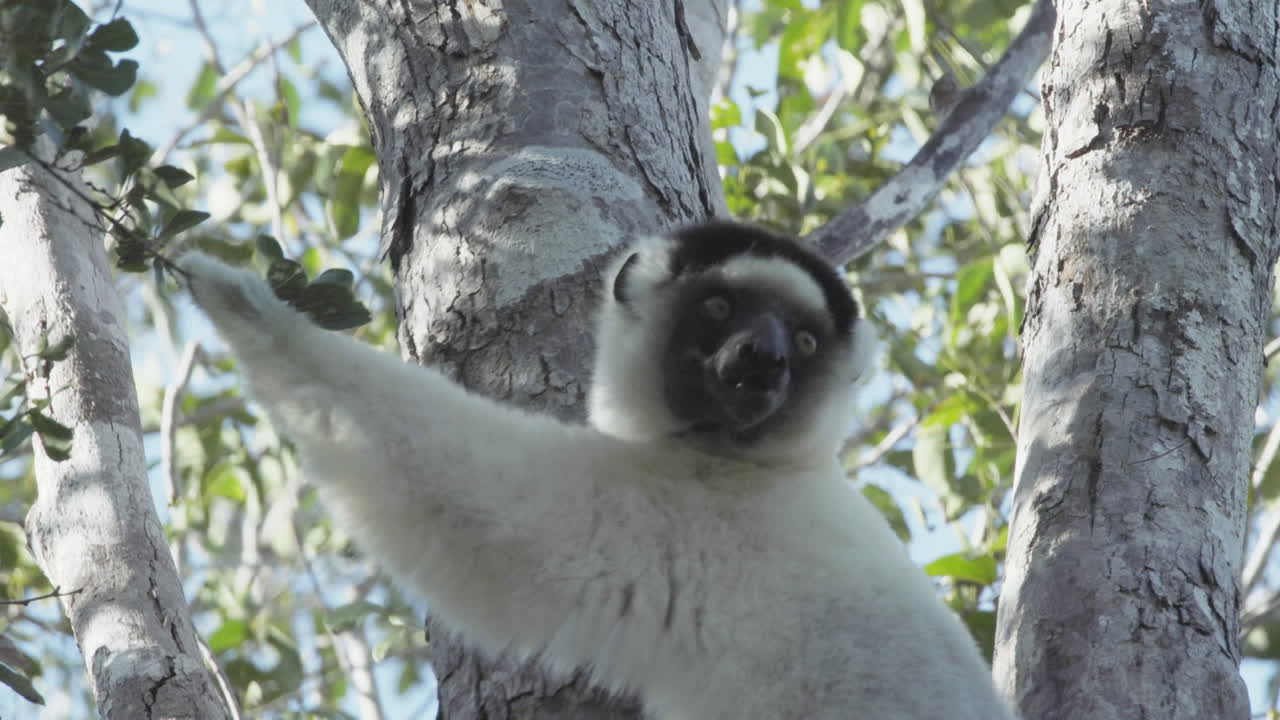 sifaka verreauxi busca alimento en un árbol en madagascar sosteniendo una ramita con hojas verdes en la mano y masticando