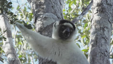 sifaka-verreauxi-forages-in-a-tree-in-Madagascar-holding-a-twig-with-green-leaves-in-its-hand-and-chewing