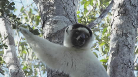 Sifaka-Verreauxi-Sucht-In-Einem-Baum-In-Madagaskar-Nach-Nahrung,-Hält-Einen-Zweig-Mit-Grünen-Blättern-In-Der-Hand-Und-Kaut