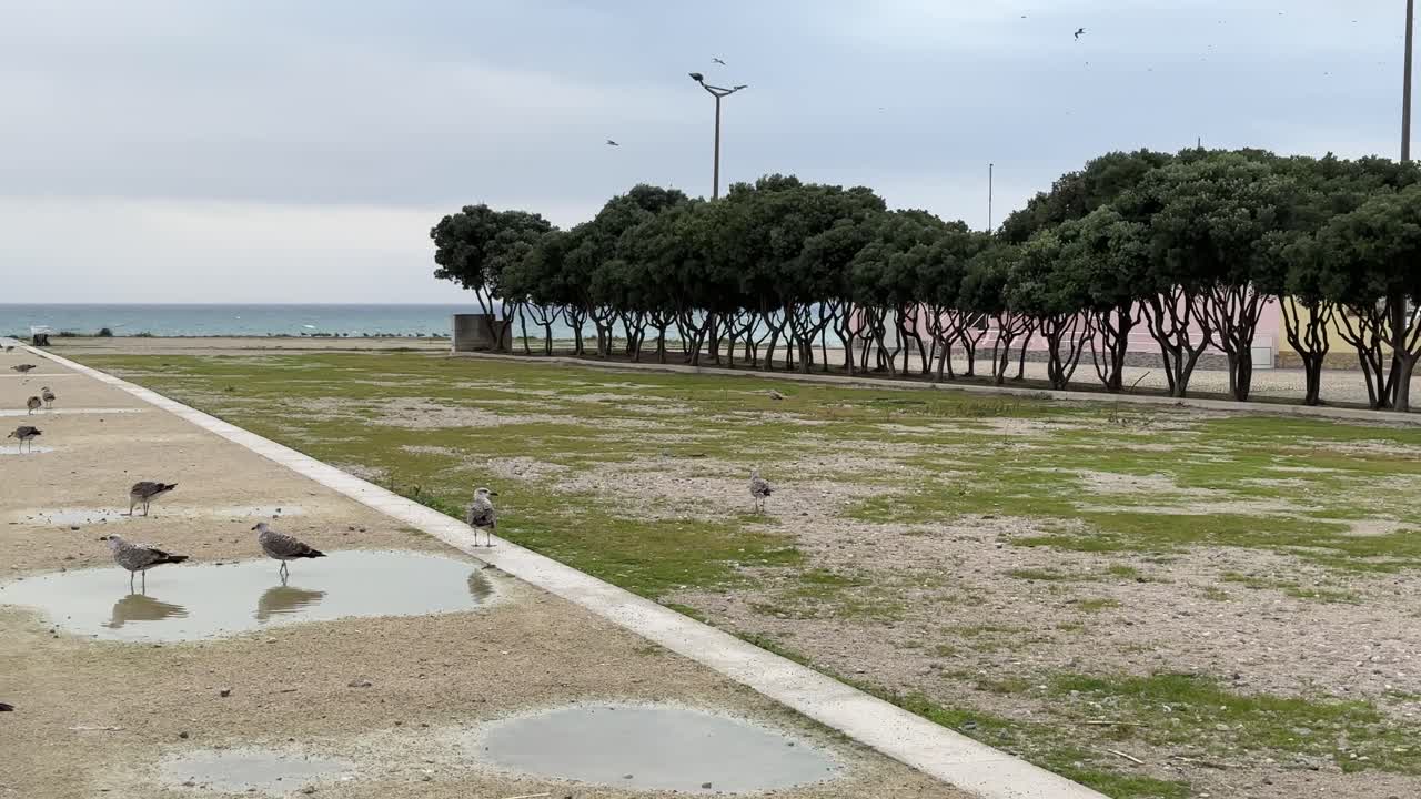 뒤에서 바람과 함께 나무가 흔들리는 연못에서 갈매기 식수