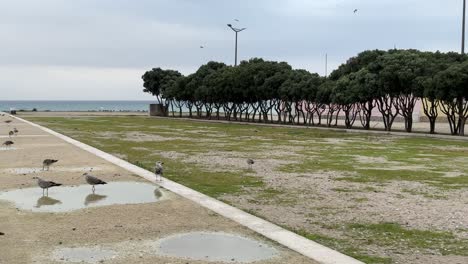 Seagull-drinking-water-from-a-pond-with-trees-shacking-with-the-wind-in-the-back