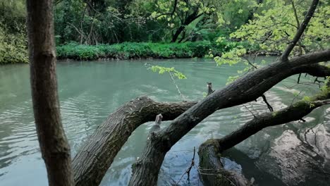 shaped trees along the scenic rippled turquoise river zlatna panega