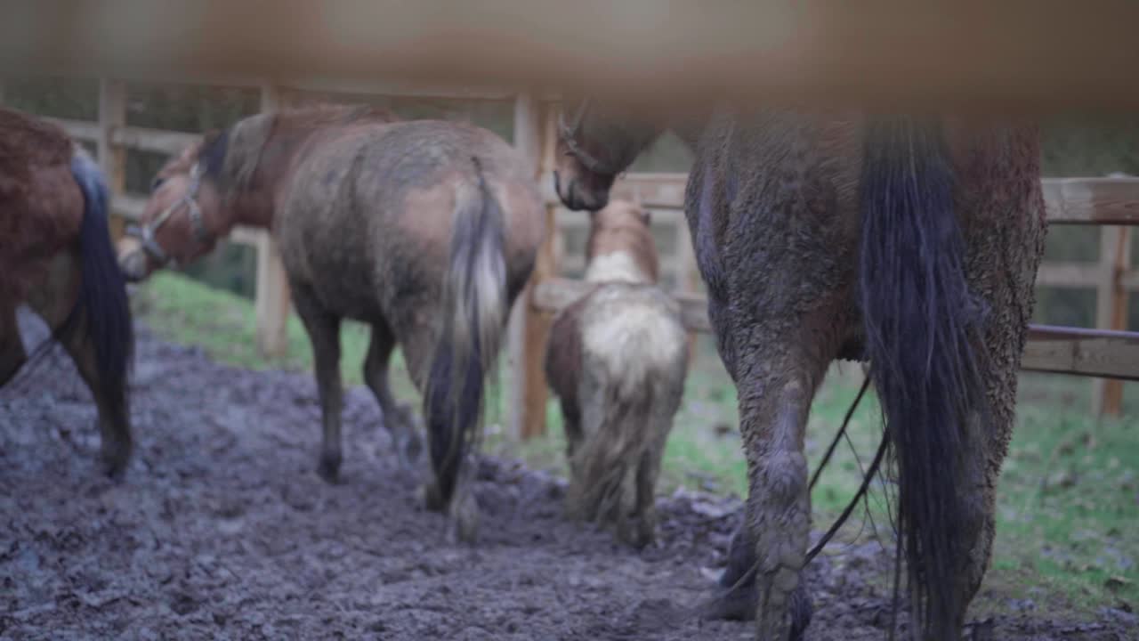 Teasing horses and a pony making circles in practice arena in slow motion. Touching each other. Horse connection. Love and friendship