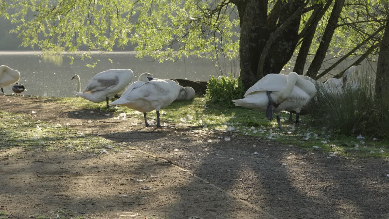 cisnes relajándose junto a un lago tranquilo al amanecer con árboles y un camino