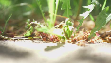 abeja de miel débil se arrastra en la hierba en un día soleado