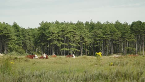 vacas salvajes descansando en la reserva natural en un día soleado