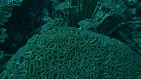 favia maxima slowmotion close-up of coral reef piece, ending in an overview on bigger corals, aquatic slomo shot