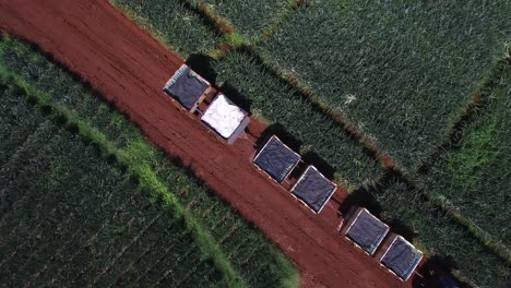 Aérea-De-Arriba-Hacia-Abajo-De-Lado-Sobre-Tractor-Y-Plantación-En-Costa-Rica-Durante-La-Cosecha-De-Piña