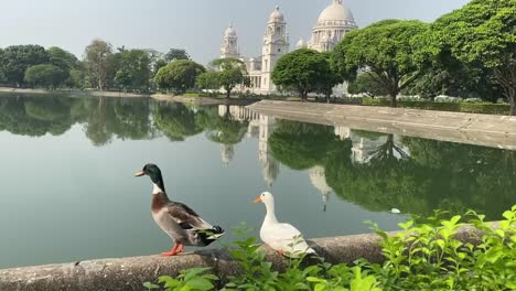 Victoria-Memorial-Kalkutta-Mit-Zwei-Enten,-Die-In-Der-Nähe-Des-Sees-Stehen