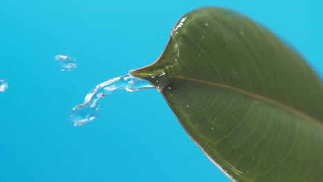 Vertical-of-Drops-of-water-drip-from-the-green-leaves-down-on-the-blue-background