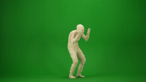 scary mummy wrapped in bandages looks around searches for a victim and scares with raised arms green - scary mummy wrapped in bandages looks around, searches for a victim and scares with raised arms. green screen isolated chroma key. mock up, workspace, advertisement. medium size. halloween holidays