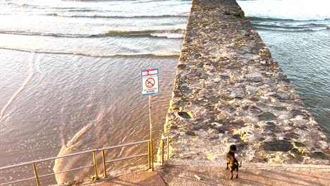 Schwarzer-Hund,-Der-Während-Eines-Farbenfrohen-Sonnenuntergangs-Am-Strand-Von-Carcavelos-In-Portugal-Spazieren-Geht