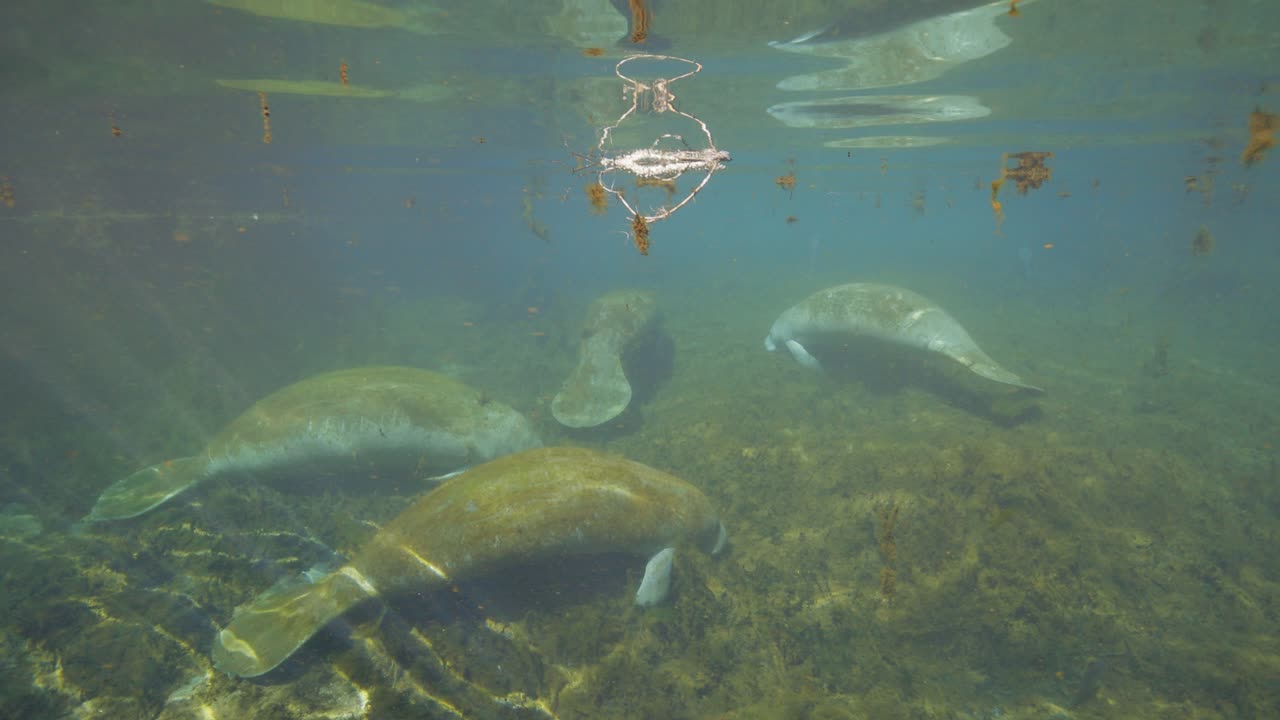 Manatees resting on shallow natural spring bottom at Manatee Springs State Park