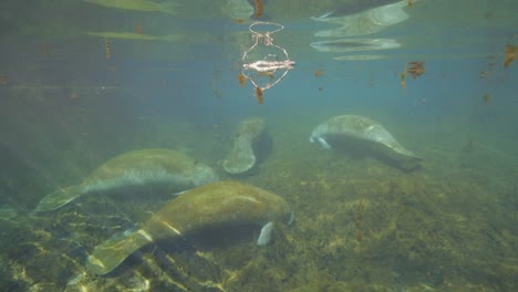 Manatíes-Descansando-En-El-Fondo-De-Un-Manantial-Natural-Poco-Profundo-En-El-Parque-Estatal-Manatee-Springs