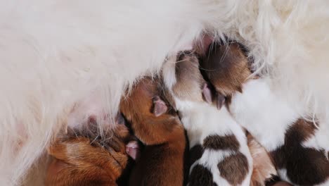 many small puppies are fed with mother's milk