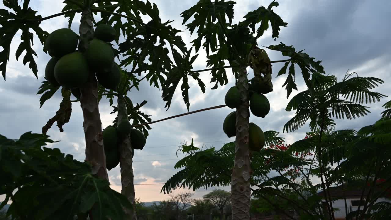 マクシュ村のパパイヤ ガーデン、南アフリカの部族の住居