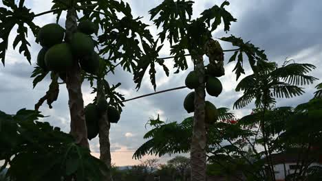 jardín de papaya en la aldea de makushu, una residencia tribal en sudáfrica