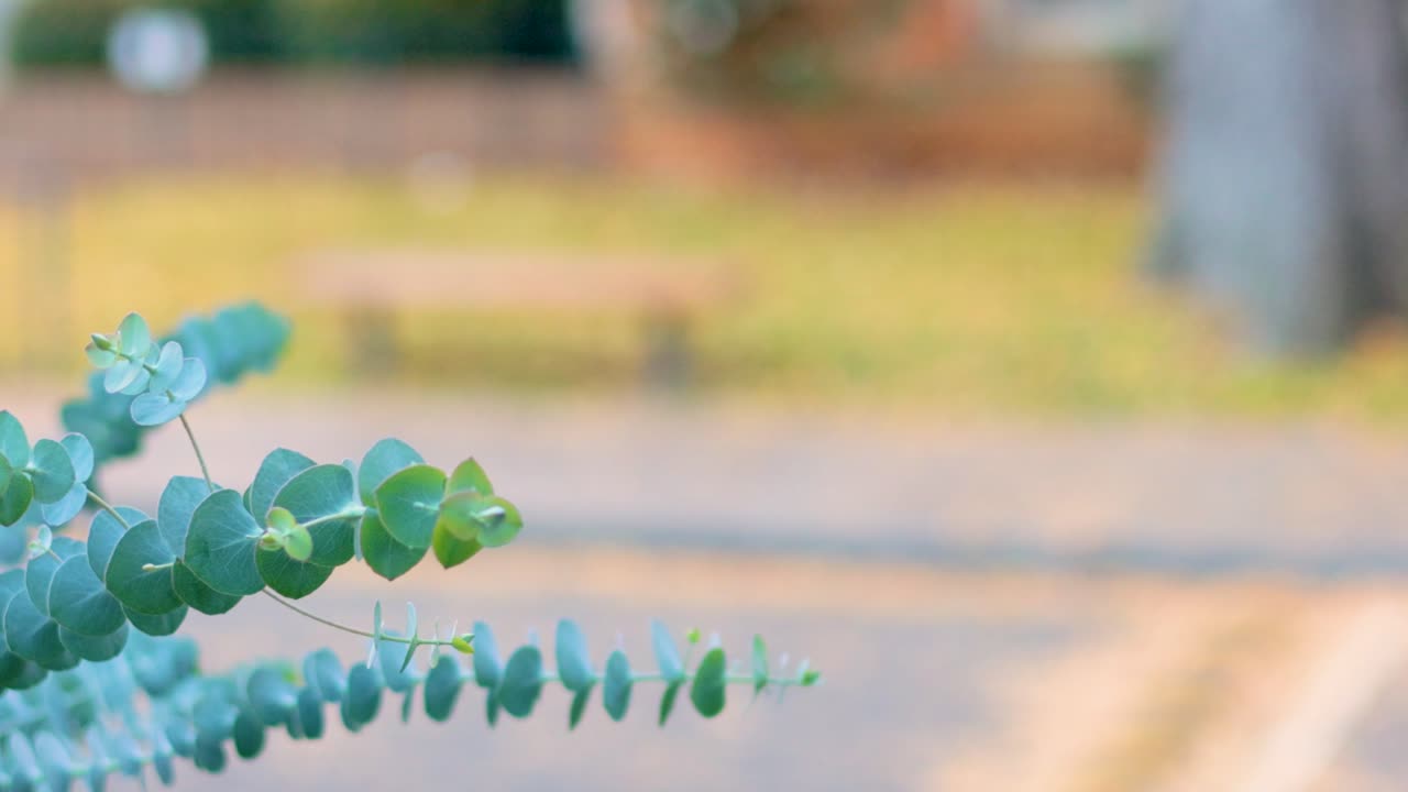 Eucalyptus Branches in a Park