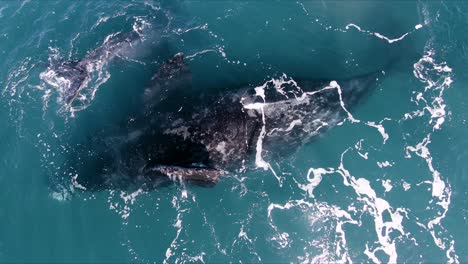 ballena grande boca abajo girando y respirando en la superficie - vista aérea superior alejada