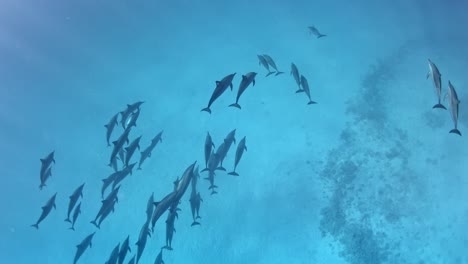 linda manada de delfines nadando en grupo debajo del buzo