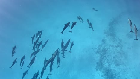 cute pod of dolphins swimming in group below the diver