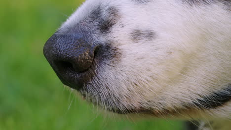 close up shot of the snout of a cute dog