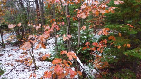 Floating-among-the-trees-of-a-forest-in-winter