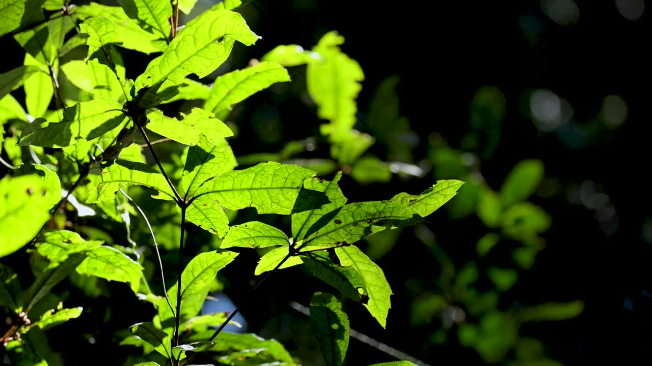 Bright green leaves move softly in sunlight, casting sharp shadows against a dark forest background. Natural daylight highlights leaf texture and subtle motion