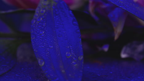 water drop falling of a leaf in a dark, blue composition