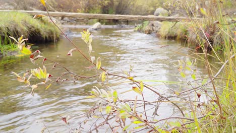 Stationary-view-of-clear,-clean-creek-flowing-in-autumn