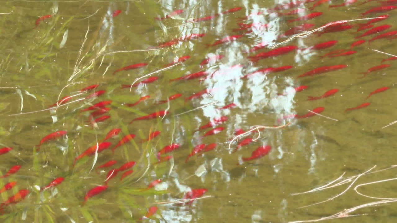Red Fish Swimming in a Pond