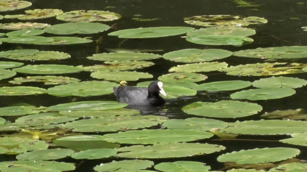 coot, fulica atra, alimentándose entre las almohadillas de lirio