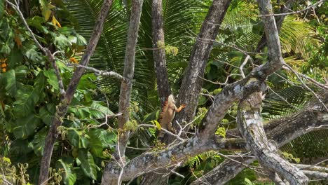 maravilla de la vida silvestre: la iguana posada en los árboles