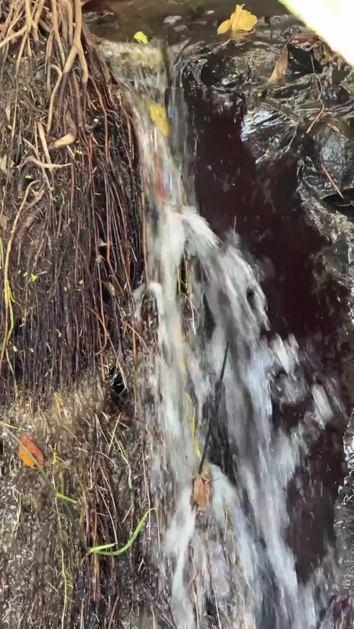 Pequena Cachoeira Fluindo Sobre Rochas Escuras e Raízes de Árvores