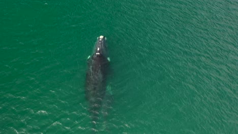 Aerial-view-of-Southern-Right-Whale-and-newborn-calf-in-False-Bay-at-Fish-Hoek,-South-Africa