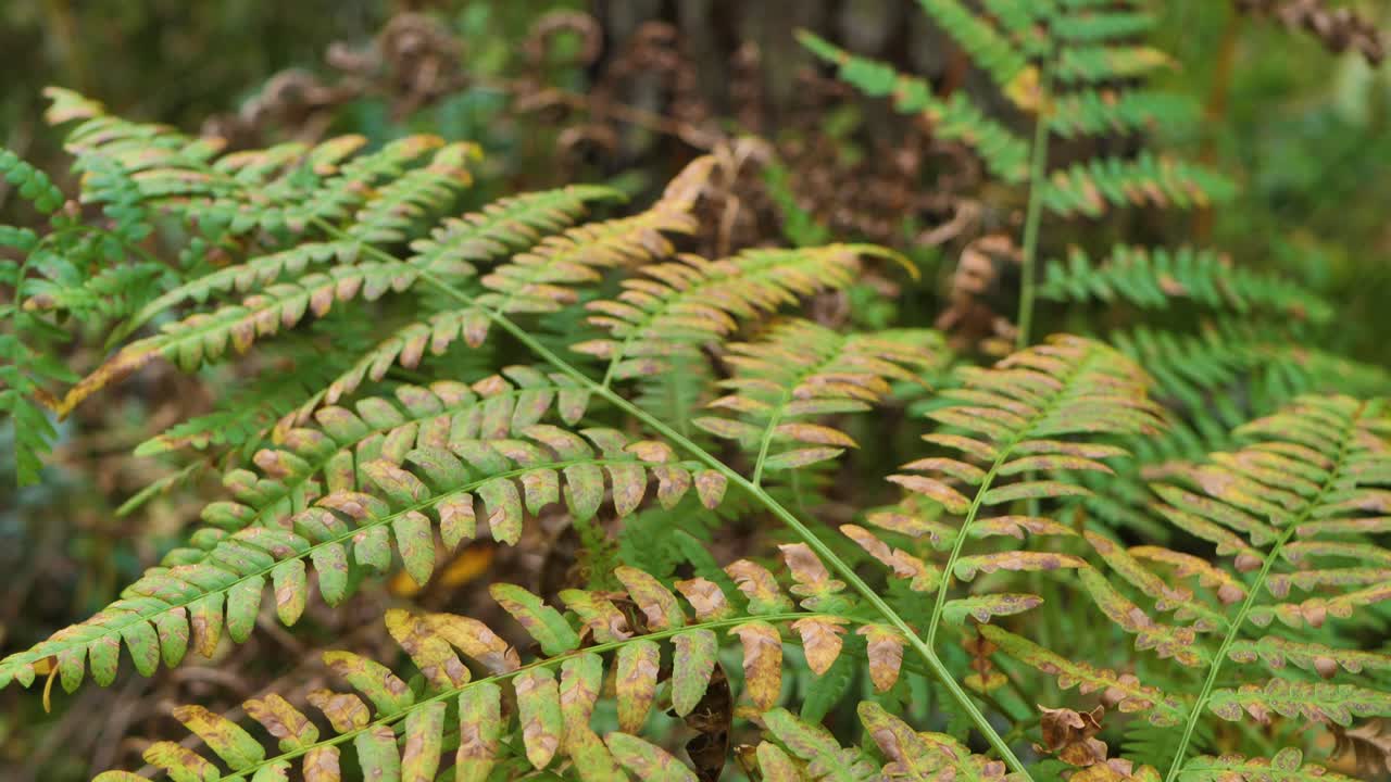 helecho forestal con hojas amarillas en otoño