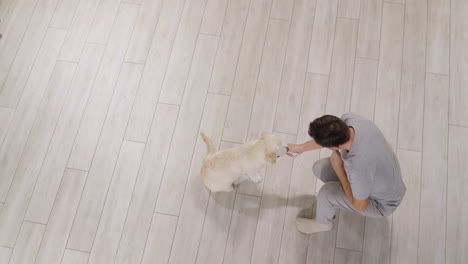 top view: a man trains a golden retriever puppy. dog gives paw to owner