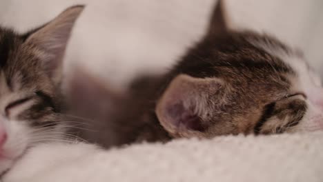 kitten amongst it's siblings in a warm blanket