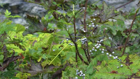 stink currant berries on shrub over flowing stream, nature background