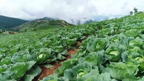 scenic drone footage of cabbage plantation with foggy weather in background