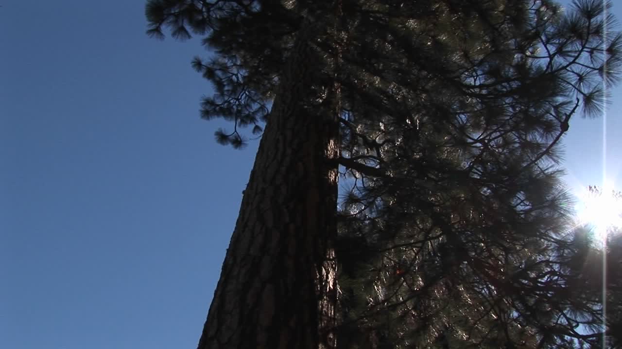 카메라는 소나무 사이로 주변 산꼭대기를 올려다보고 있다.