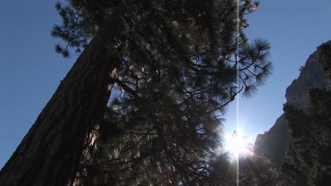the camera is looking up through pine trees to the surrounding mountaintops