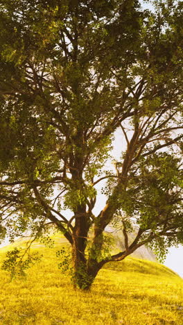 a single tree standing in a field of golden grass under a bright sky