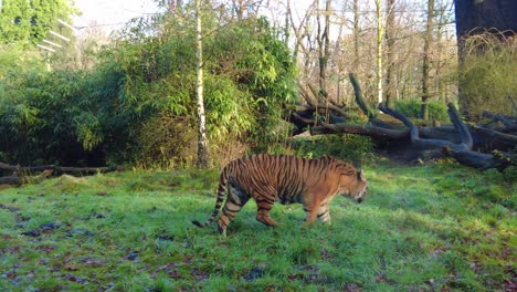 孤獨的條紋老虎在動物園的草地上行走