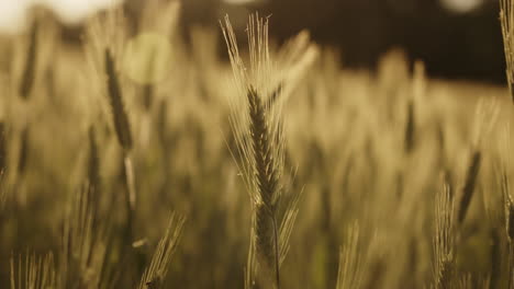 campo de trigo al atardecer