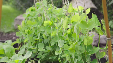 Green-peas-growing-in-the-garden