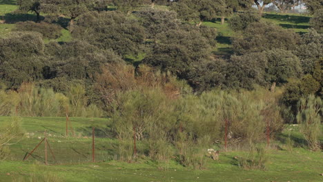 lince ibérico saltando por encima de una valla alta en tierras de cultivo en andalucia españa