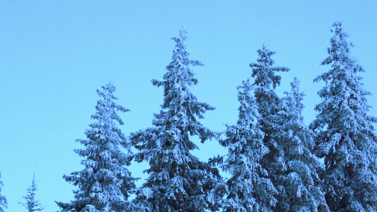 Snow-covered pine trees in the mountains with fast moving clouds in the sky
